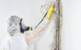 Best Emergency Mold Remediation  in Chittenango, NY